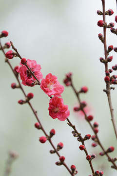 梅花