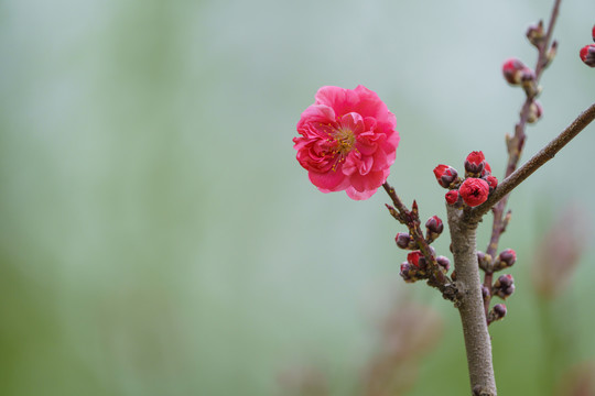 红梅花枝