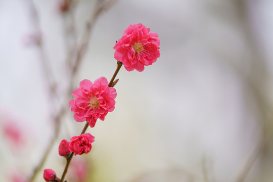 红梅花枝