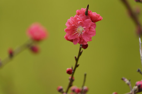 红梅花枝