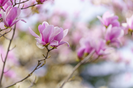 玉兰花