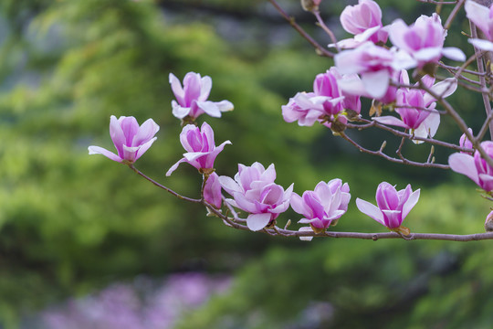 玉兰花
