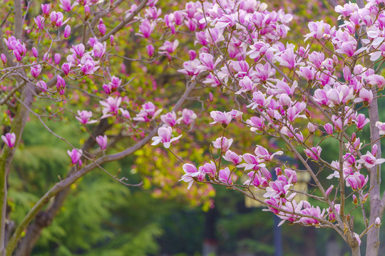 玉兰花