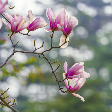 玉兰花