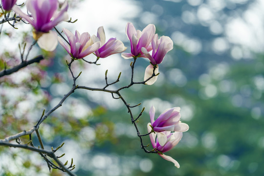 玉兰花