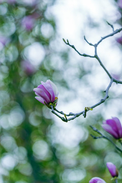 玉兰花