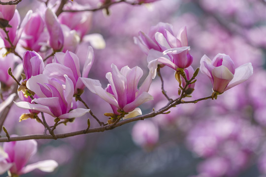 玉兰花