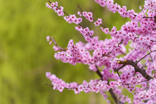 红梅花枝