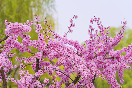 梅花背景