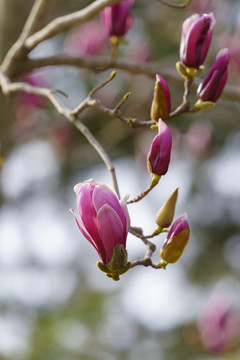 玉兰花
