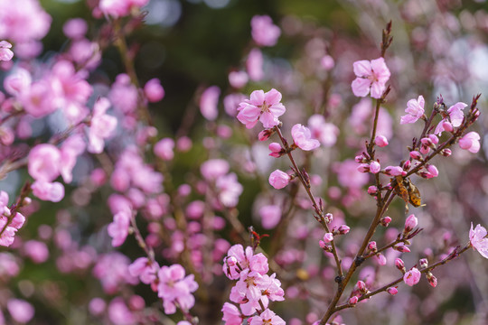 桃花