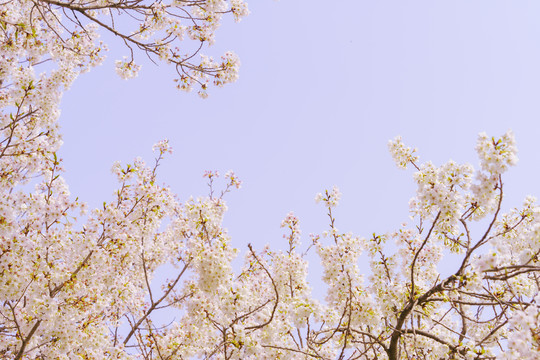 唯美樱花天空