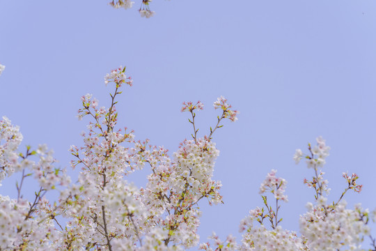 唯美樱花天空