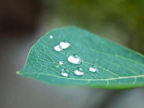 树叶上的水珠