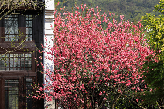 杭州千桃园赏桃花