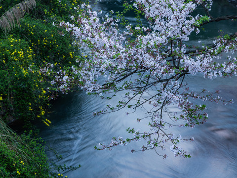 杭州太子湾樱花