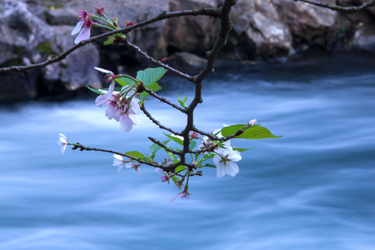 杭州太子湾樱花