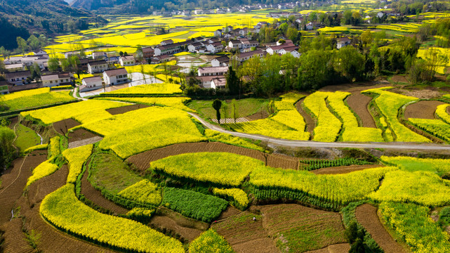 乡村油菜花