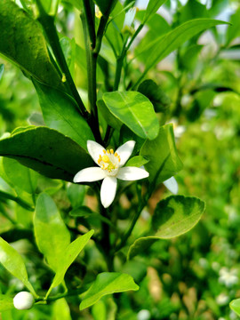 柑橘沃柑茂谷柑开花