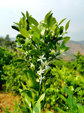 柑橘沃柑茂谷柑开花