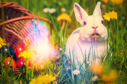草地上带篮子的复活节兔子-草过滤图像
