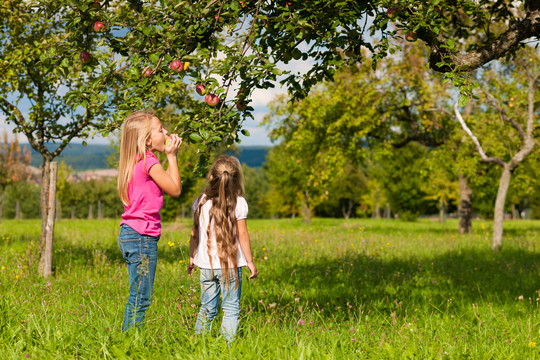 在一个阳光明媚的日子里，孩子们在花园里吃苹果，收割苹果