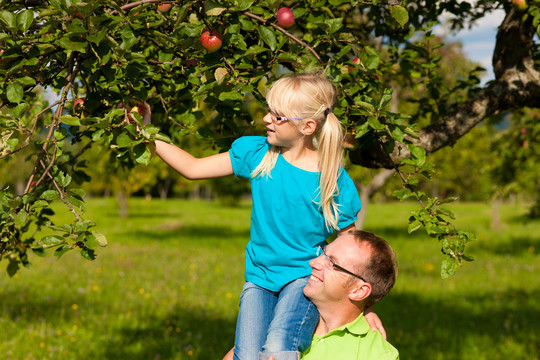 一个阳光明媚的日子，父亲和女儿在花园里摘苹果