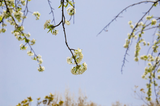 樱花