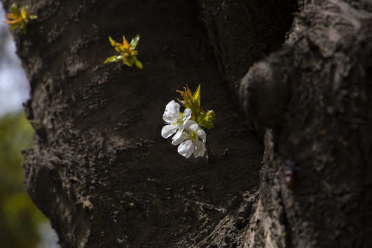 繁花