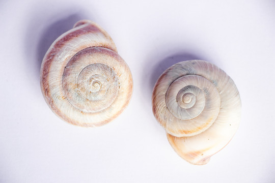 蜗牛贝壳外壳