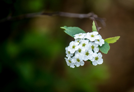 小白花