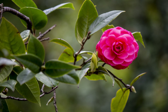 茶花特写