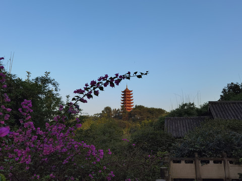 塔
