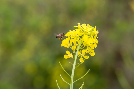 蜜蜂采蜜
