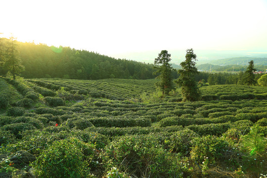 茶山