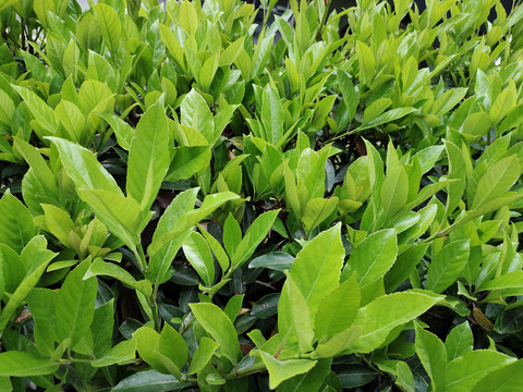 植物背景墙