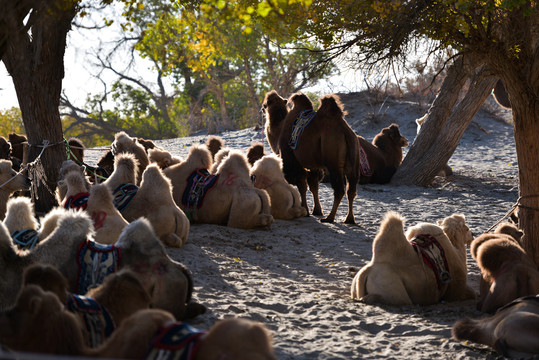 内蒙古额济纳旗胡杨林中的骆驼