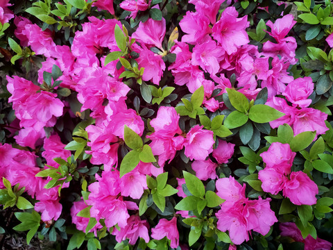 杜鹃花