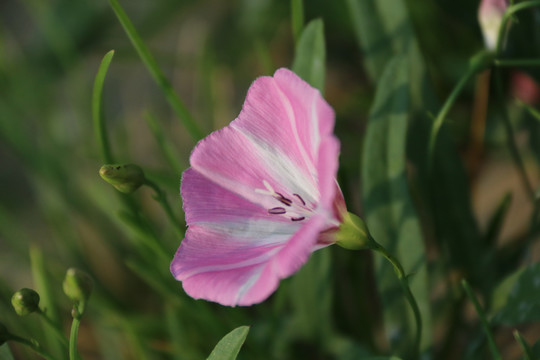 打碗花