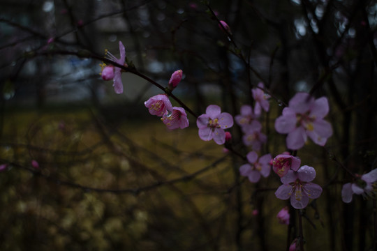 春雨桃花水珠特写