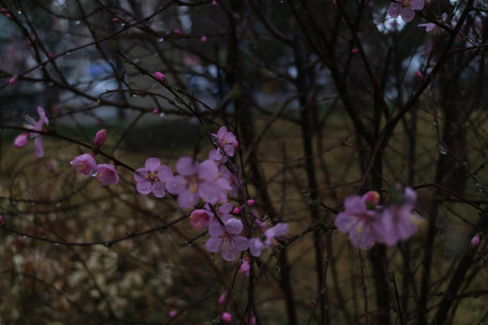 春雨桃花水珠特写