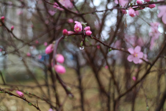 春雨桃花水珠特写