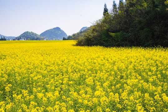 云南罗平油菜田