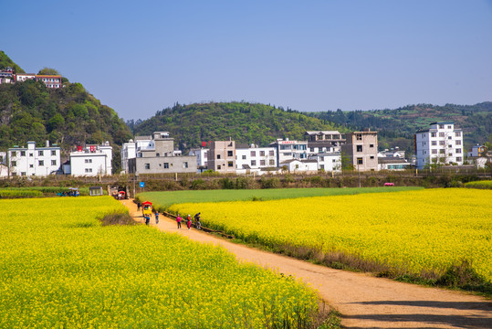 乡村油菜花土路