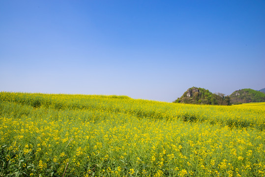 云南罗平油菜花田