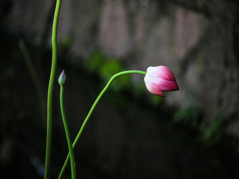 西湖荷花