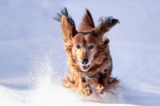 雪地里奔跑的宠物犬