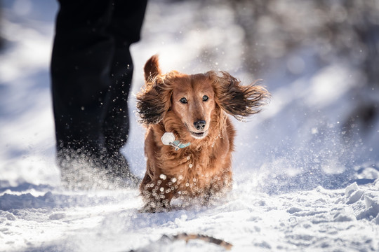 雪地里奔跑的宠物犬