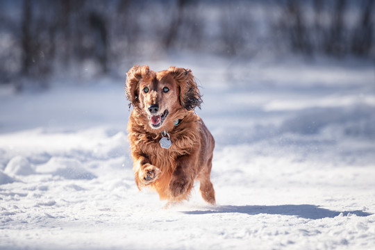 雪地里奔跑的宠物犬