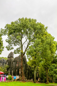 雨中景